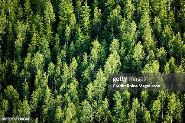 forest, aerial view - tree plantation stock pictures, royalty-free photos & images