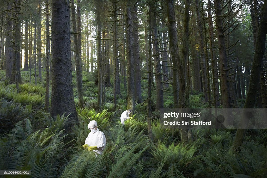 Two people examining in forest