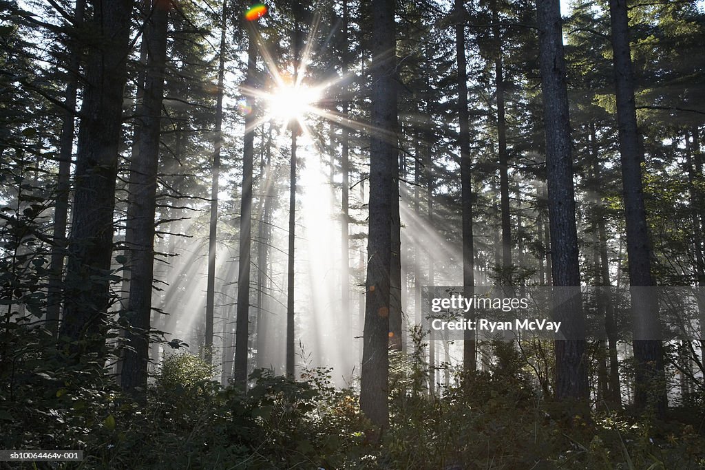 Sunlight breaking through trees in forest (lens flare)