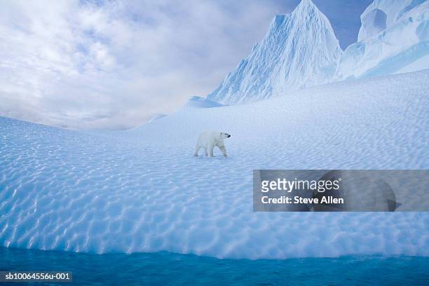 polar bear (alopex lagopus) walking on snow - polar bear stockfoto's en -beelden