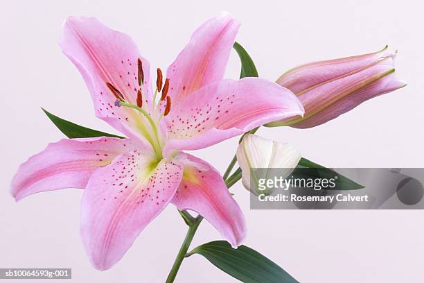 stargazer lily (lilium orientalis), close-up - lilium stargazer - fotografias e filmes do acervo