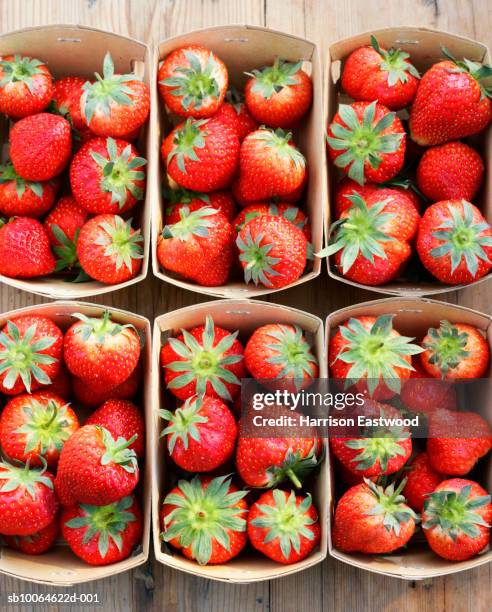 overhead view of freshly picked strawberries in punnets - punnet fotografías e imágenes de stock