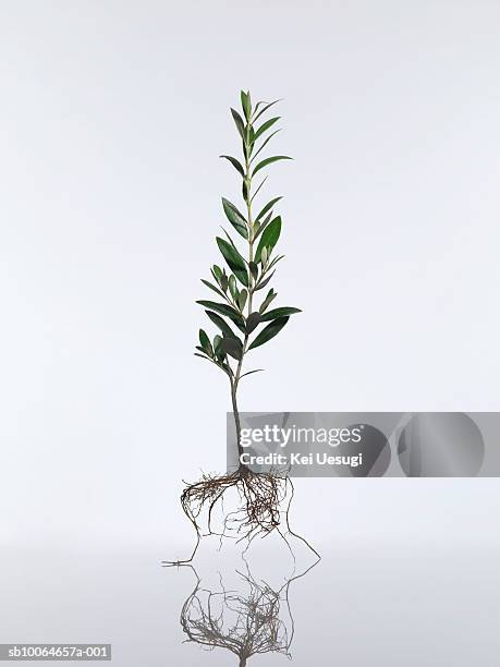 Olive Tree Roots Photos and Premium High Res Pictures - Getty Images