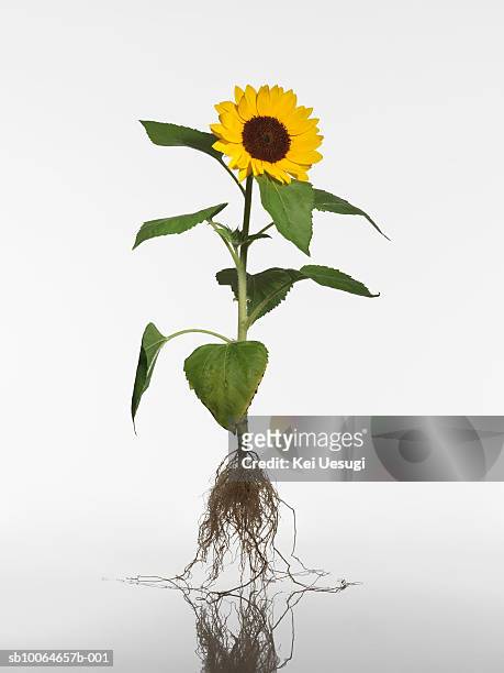sunflower (helianthus annuus) on white background - helianthus stock pictures, royalty-free photos & images