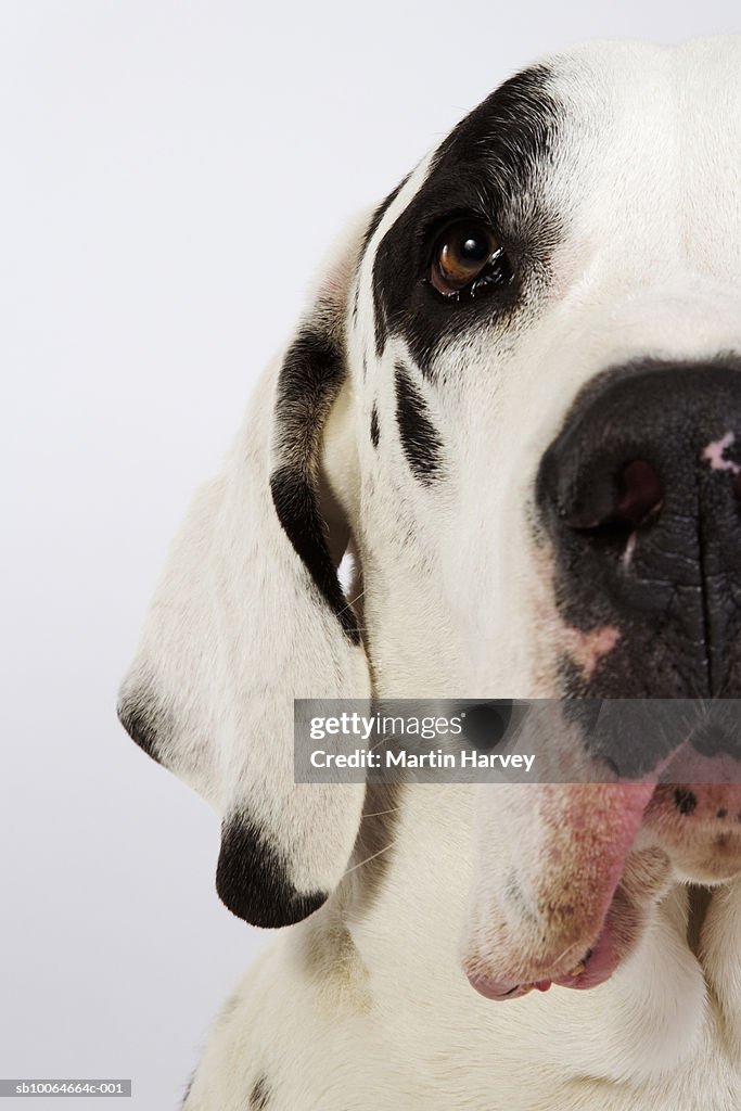 Harlequin Great Dane, close-up, studio shot