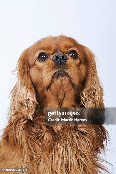 cavalier king charles spaniel looking up, studio shot - cavalier king charles spaniel 個照片及圖片�檔