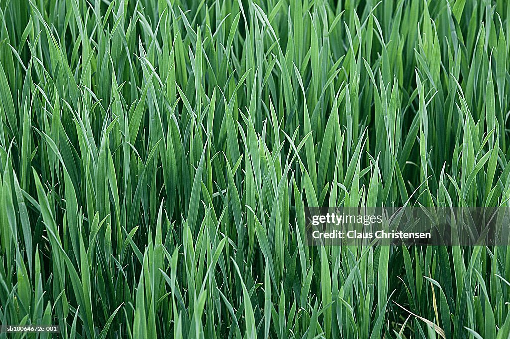 Grass, close-up, full frame