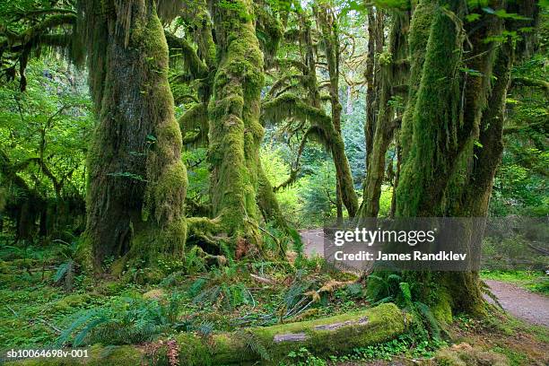 usa, washington, olympic national park, hoh rain forest, hall of mosses trail with big leaf maples - gematigd regenwoud stockfoto's en -beelden