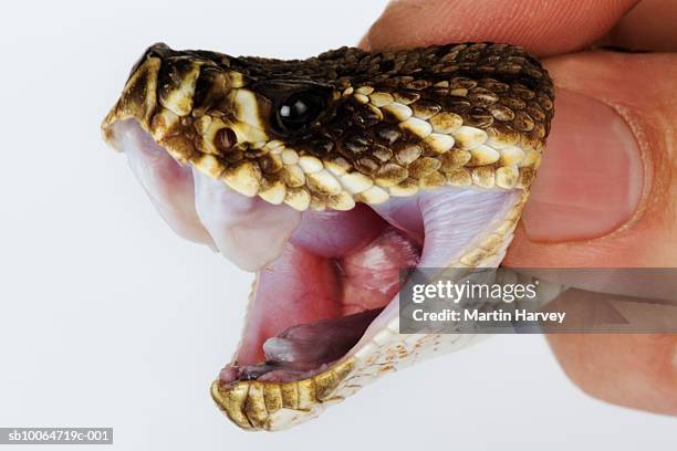 person holding eastern diamondback rattlesnake (crotalus adamanteus) by its head, close-up of fingertips, studio shot - snake mouth open stock pictures, royalty-free photos & images