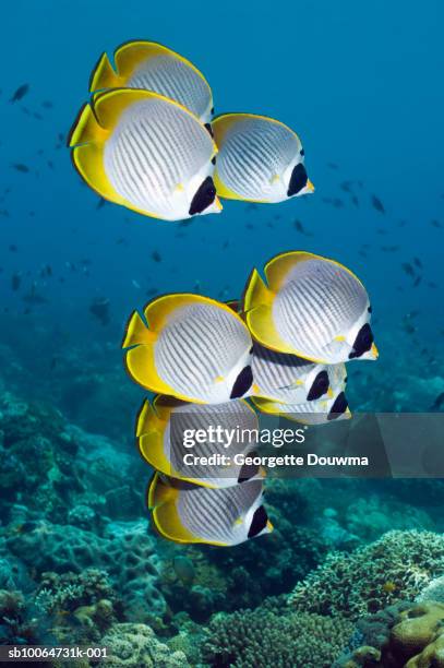 Underwater Panda Photos and Premium High Res Pictures - Getty Images