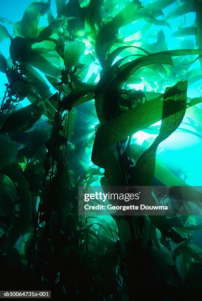 giant kelp (macrocystis pyrifera) - alga marina fotografías e imágenes de stock