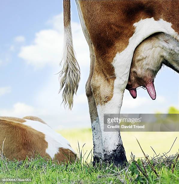 close up of cow udder, low section - euter stock-fotos und bilder