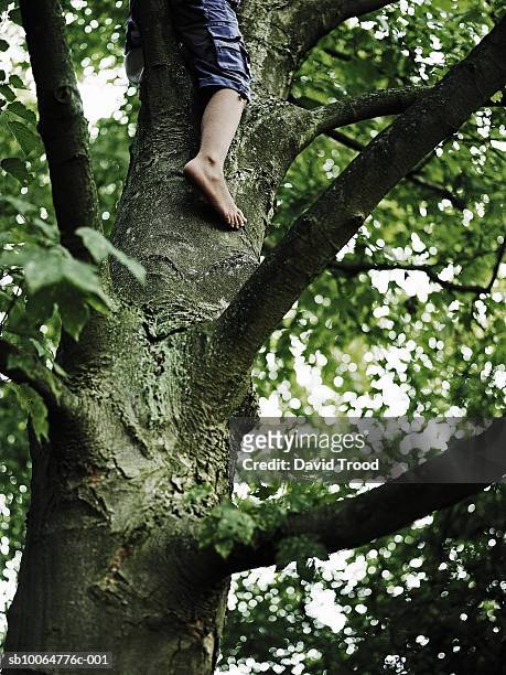 leg of boy (8-9) climbing tree barefoot - bare feet male tree stock pictures, royalty-free photos & images