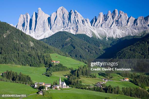 dolomites in parco naturale puez-odle - albero secolare foto e immagini stock