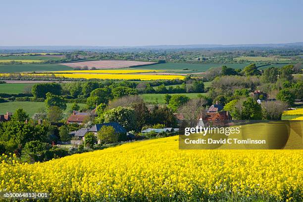 oilseed rape field - south downs imagens e fotografias de stock