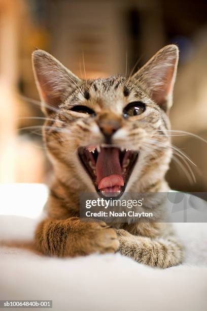 close-up of domestic cat yawning and winking - gato and boca abierta fotografías e imágenes de stock