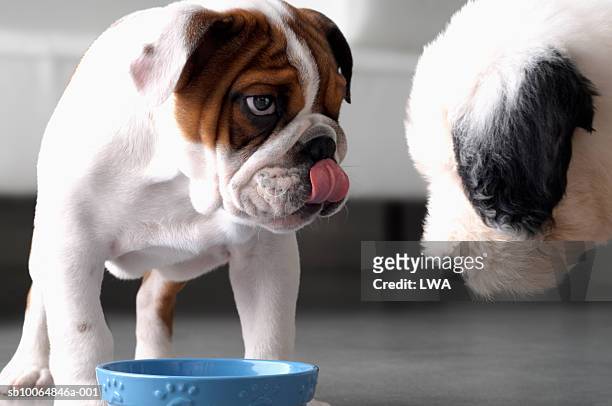 bulldog and sheepdog standing over food bowl indoors - dog bowl ストックフォトと画像