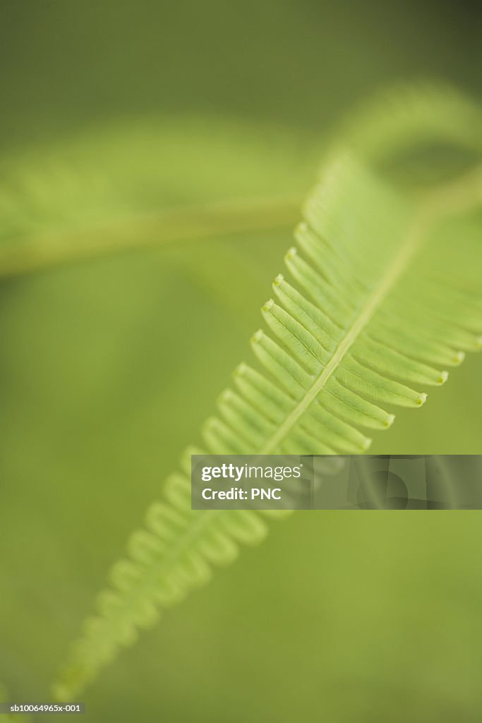 Close-up of fern, differential focus