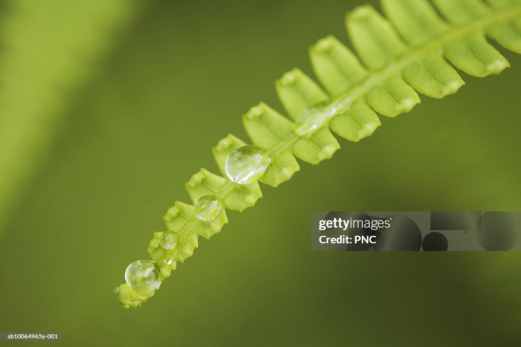 Close-up of fern, differential focus