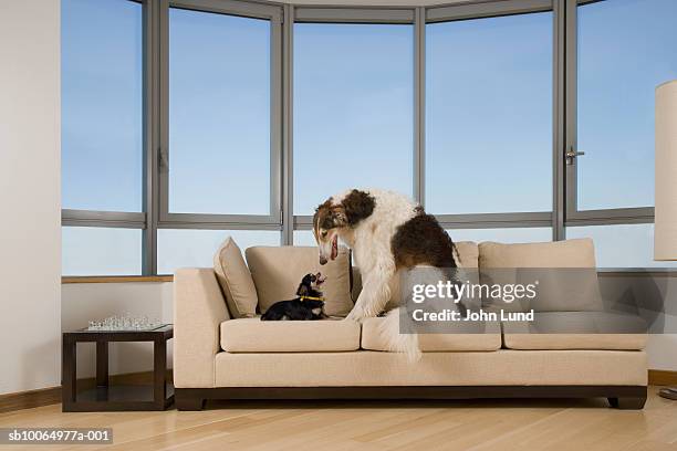 big dog looking at little dog on couch in living room - big dog little dog stock-fotos und bilder