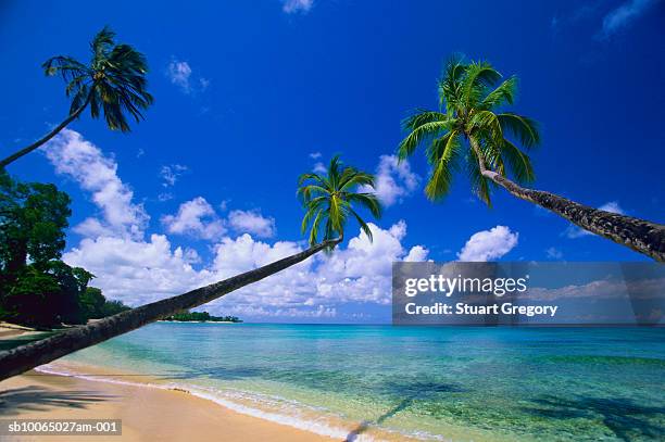 palm trees on beach leaning toward sea - barbados beach stock pictures, royalty-free photos & images