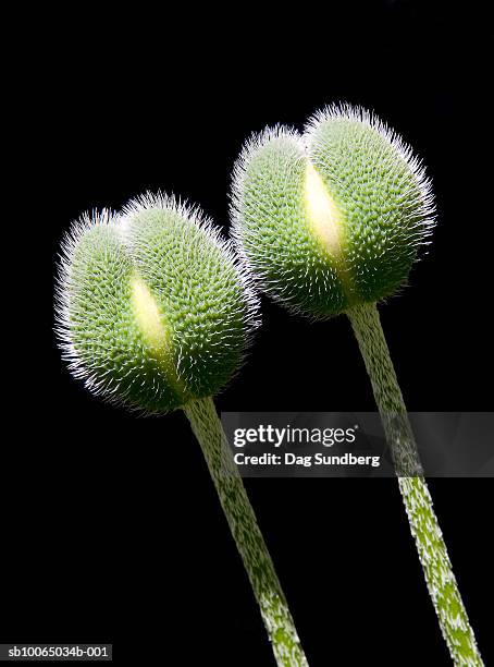oriental poppy buds (papaver pseudoorientale) on black background - dag 2 stock pictures, royalty-free photos & images