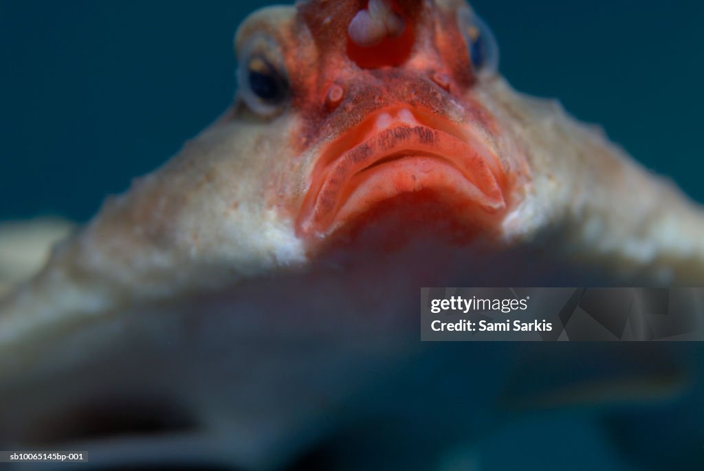Redlipped Batfish Closeup High Res Stock Photo Getty Images redlipped-batfish-closeup-high-res-stock-photo-getty-images