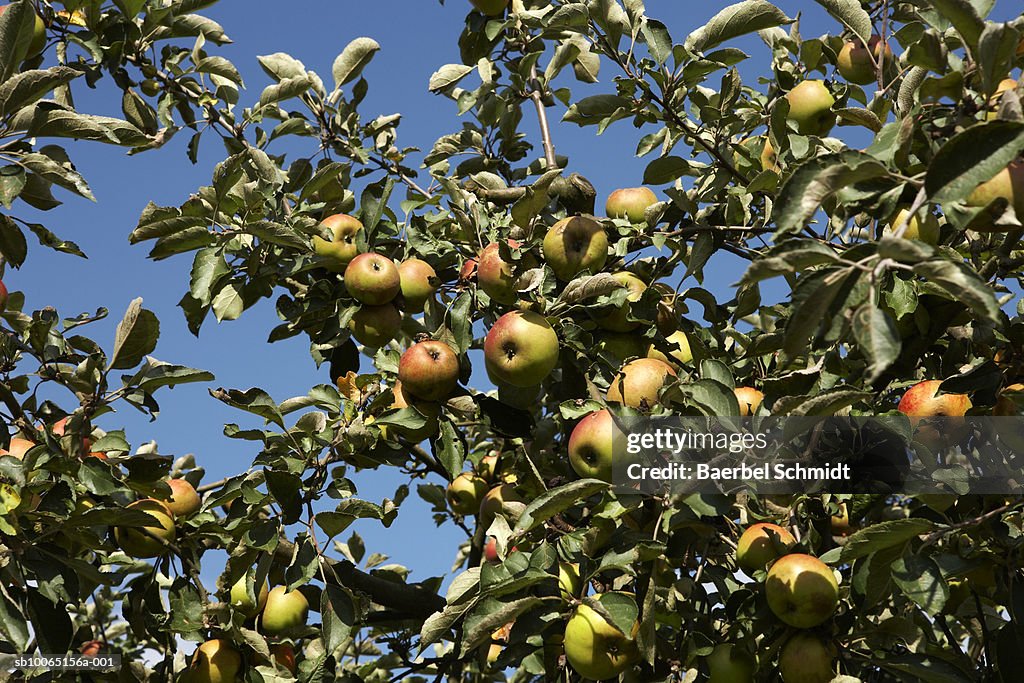 Apple tree, close up
