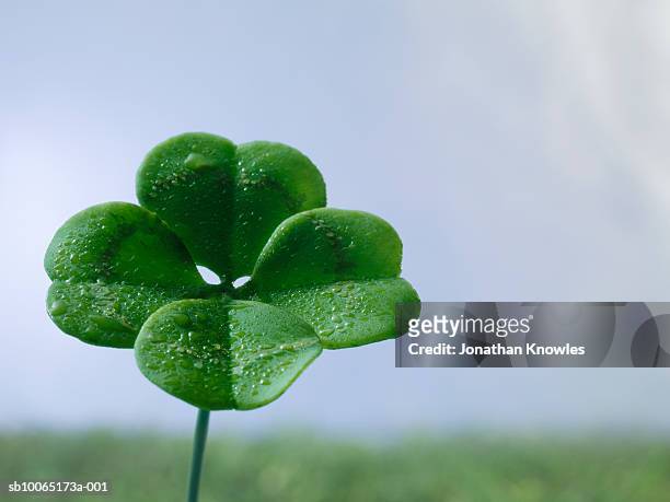four-leaf clover on field, close up - four leaf clover stock pictures, royalty-free photos & images