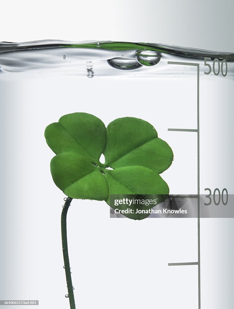 Four-leaf clover in lab flask, close up