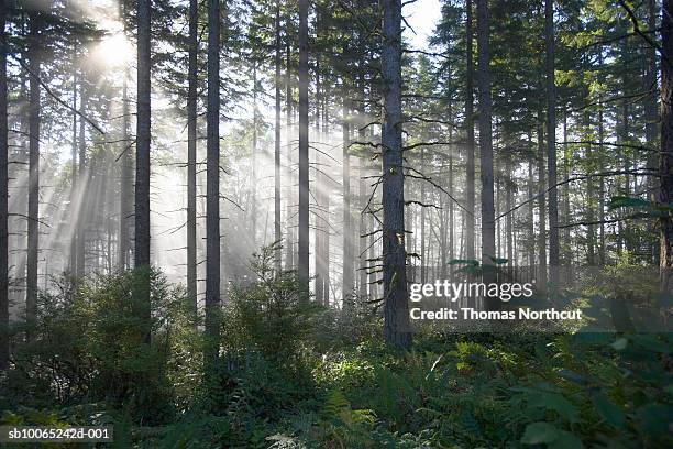 sunlight breaking through misty forest - washington state trees stock pictures, royalty-free photos & images