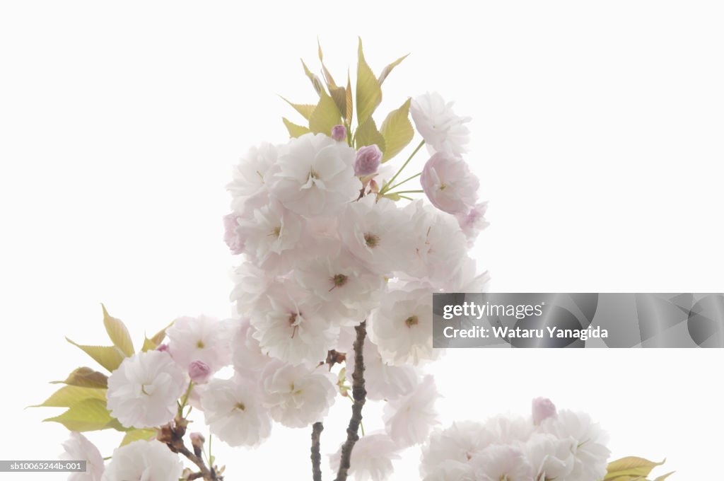 Cherry blossoms on white background