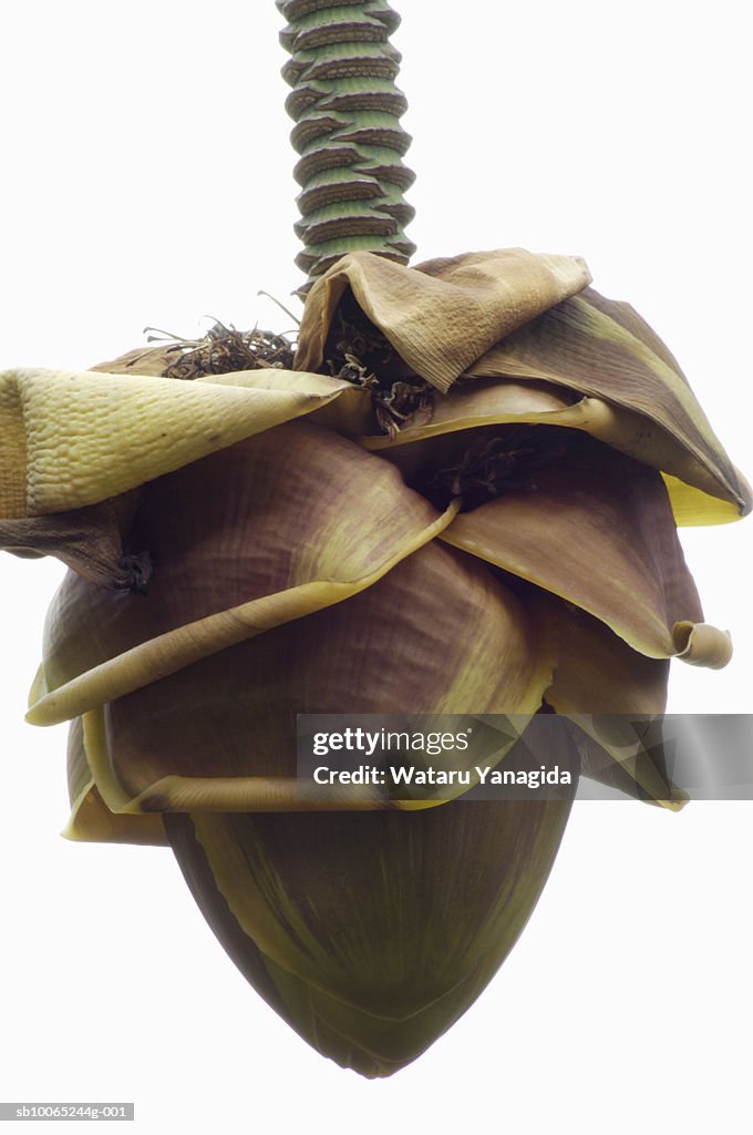 Banana flower on white background