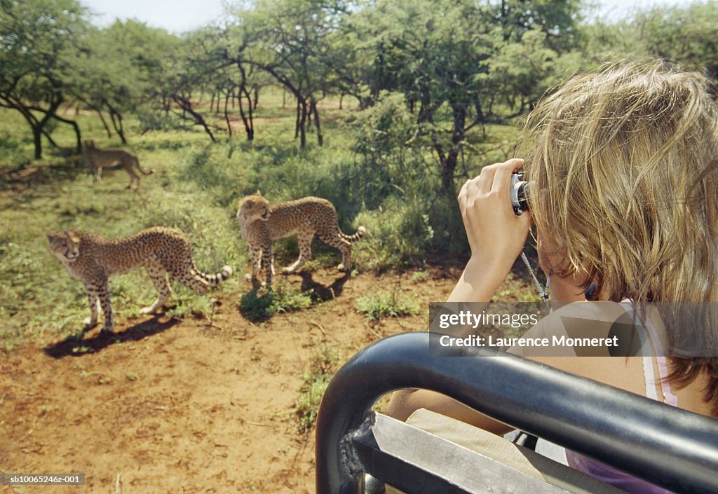 Teenage girl (13-14) on safari in off-road vehicle watching cheetah through binoculars