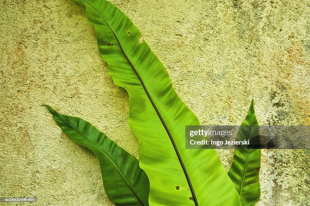 Three fern leaves against old wall