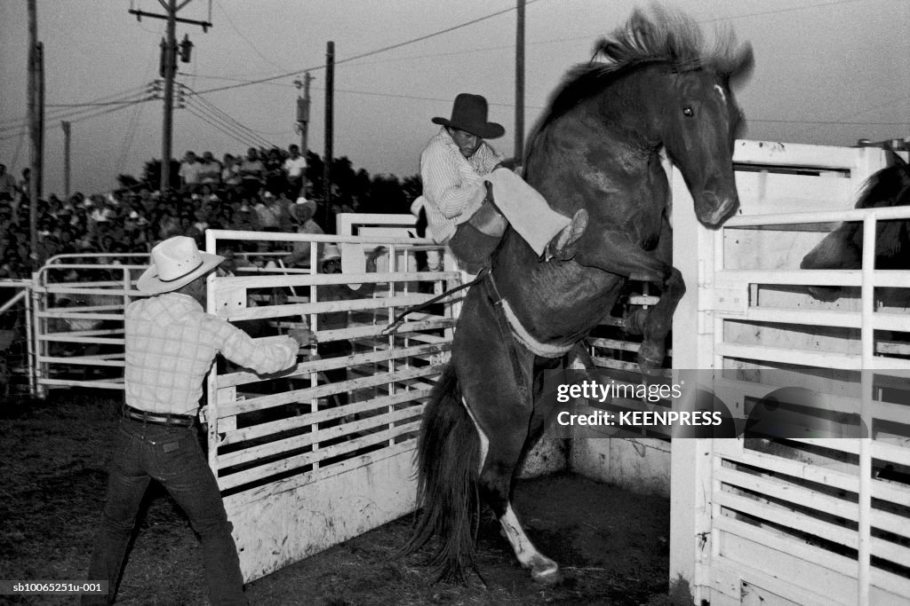 Cowboy during rodeo on rearing horse