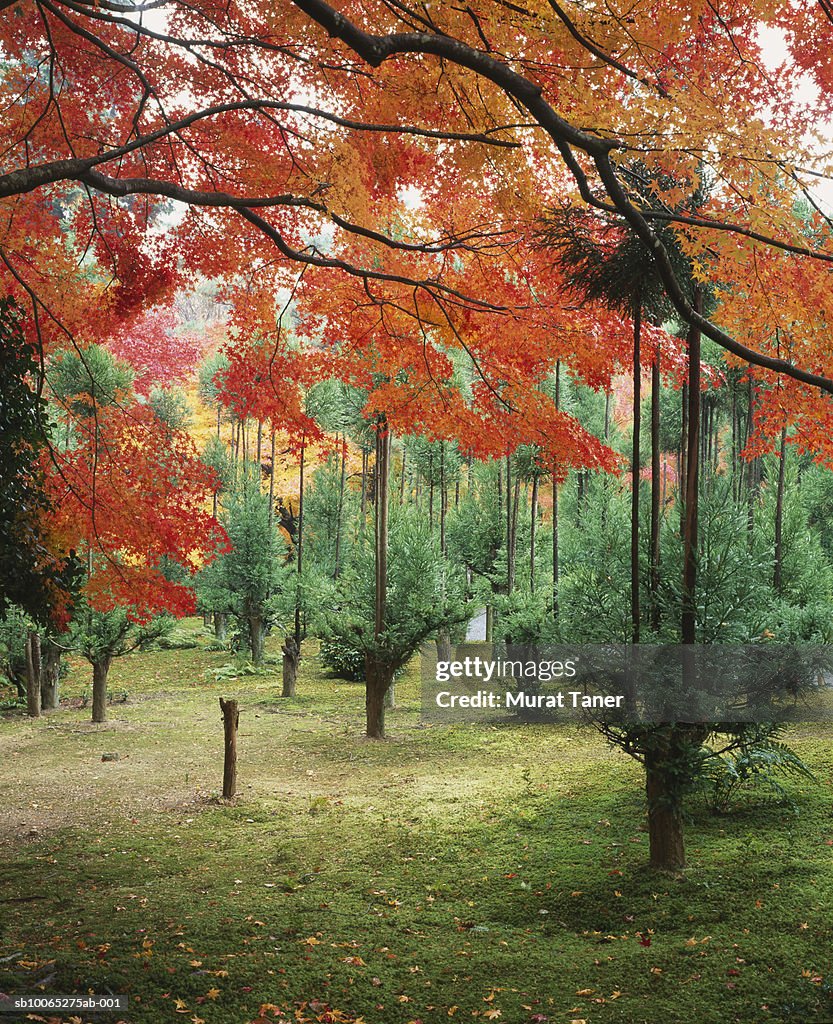 Fall colors on trees