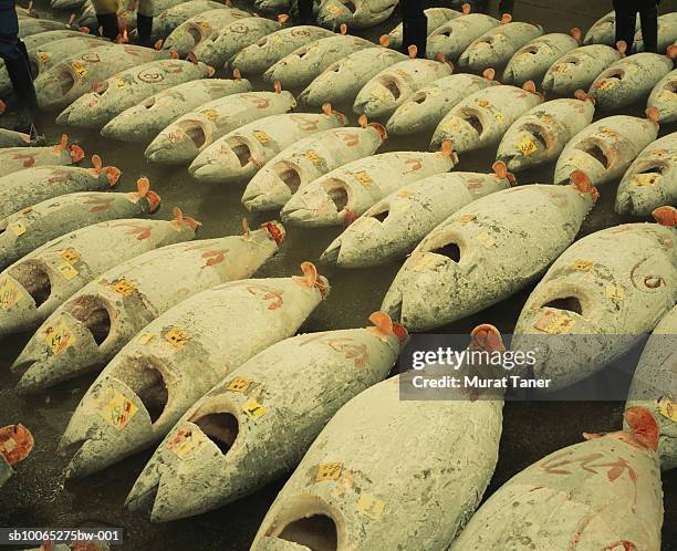 frozen tuna fish on display in tsukiji fish market, elevated view - tsukiji fish market stock pictures, royalty-free photos & images