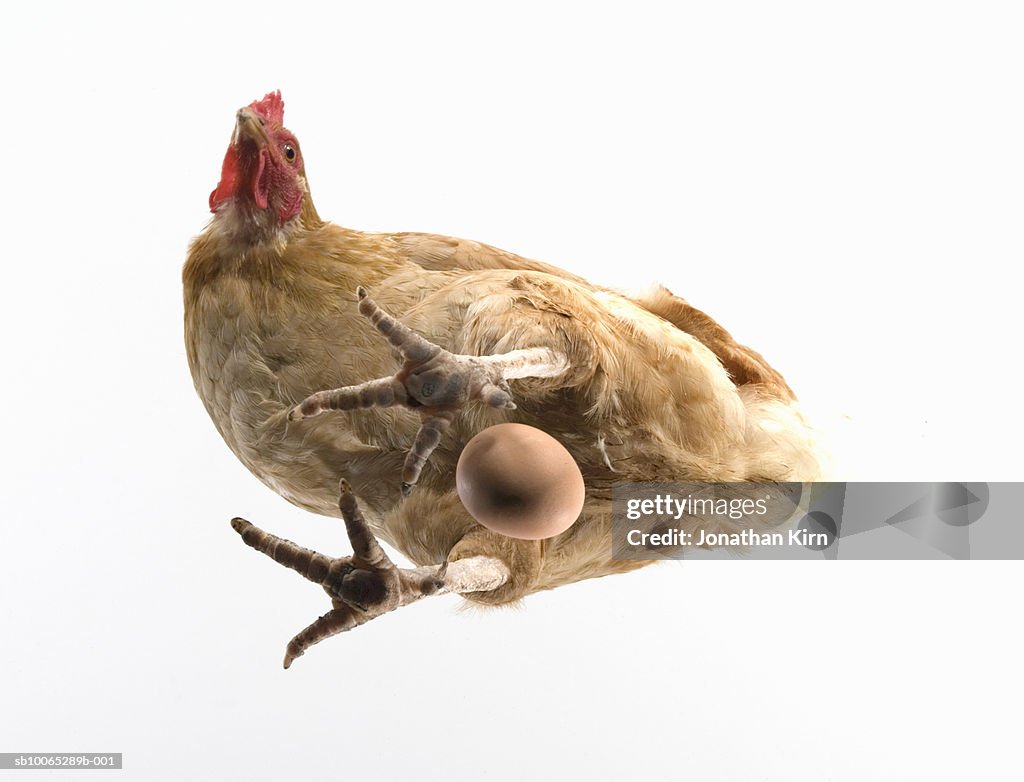 Hen standing over egg, view from below