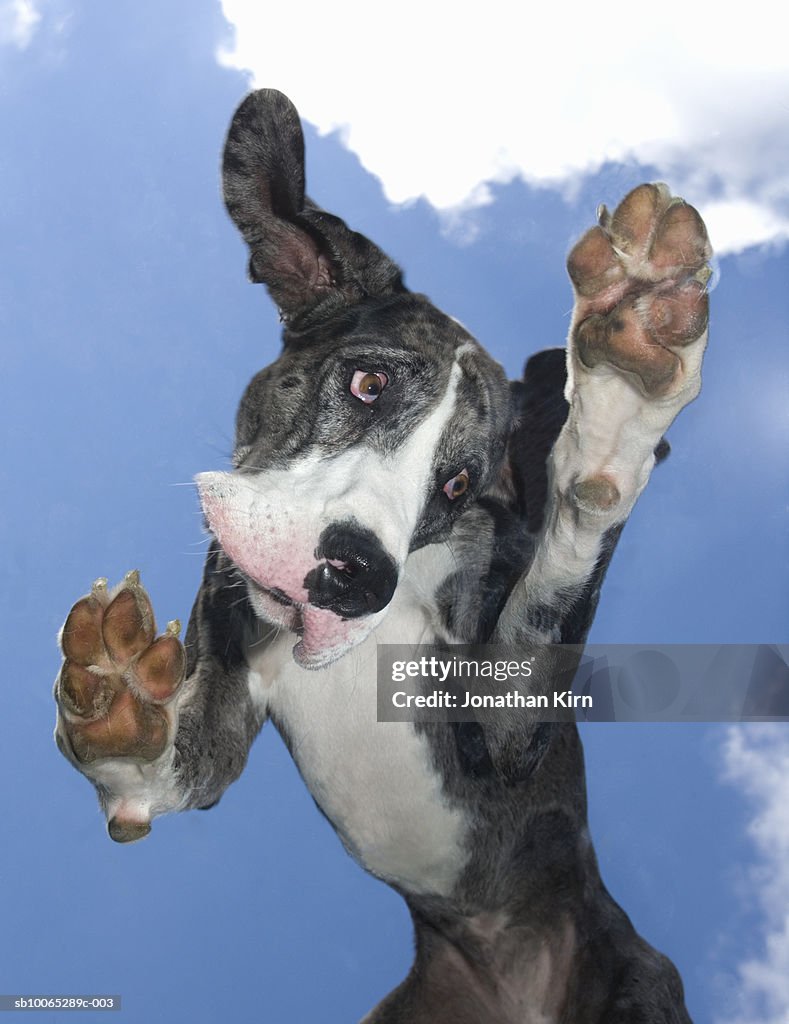 Great Dane with sad expression on face outside