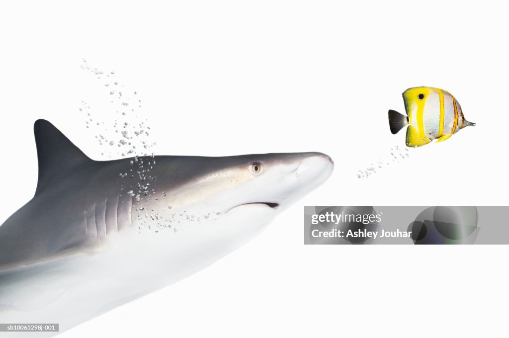 Shark chasing small tropical fish