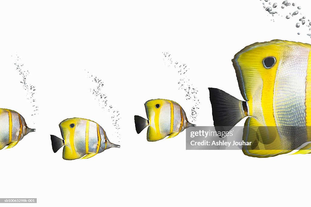 Three small tropical fish following big tropical fish