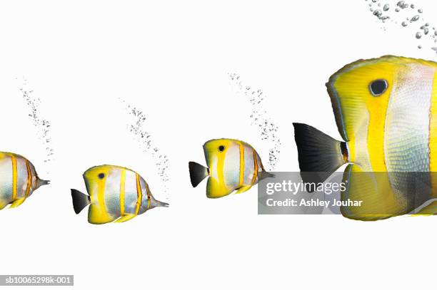 Fish Following Follow The Leader Fish Photos and Premium High Res Pictures - Getty Images