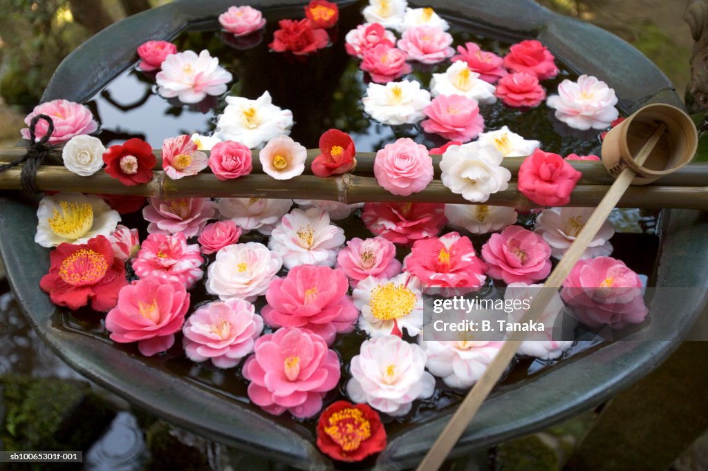 Colorful flowers in basin, close-up