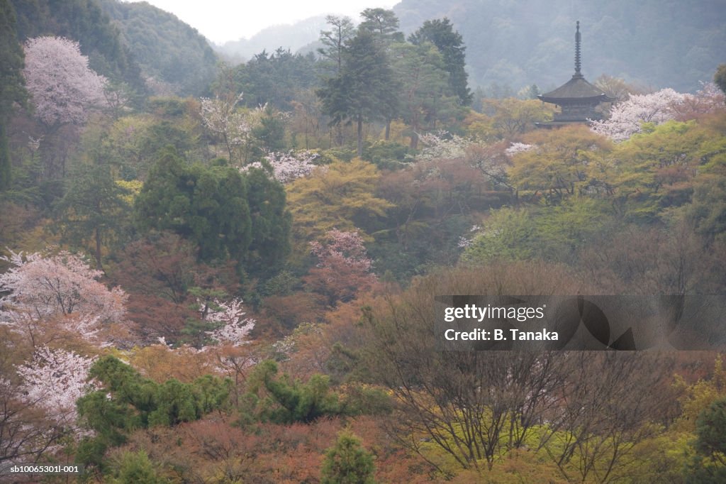 Cherry blossom with Kiyomizudera Temple in mountains