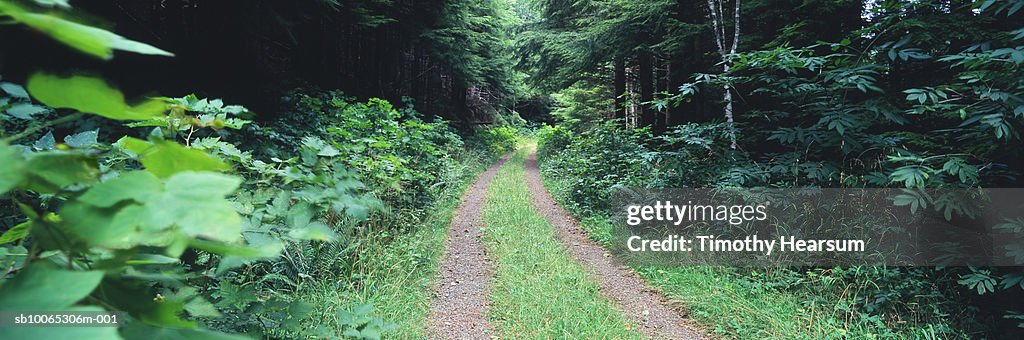 Dirt road through green forest