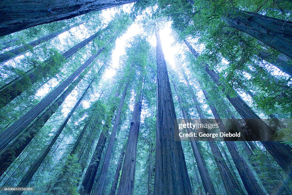 USA, Oregon, Mount Hood, pine tree forest, low angle view