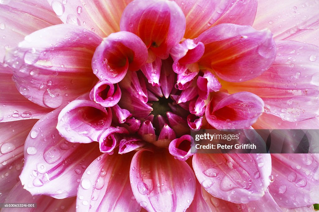 Close up of Dahlia flower