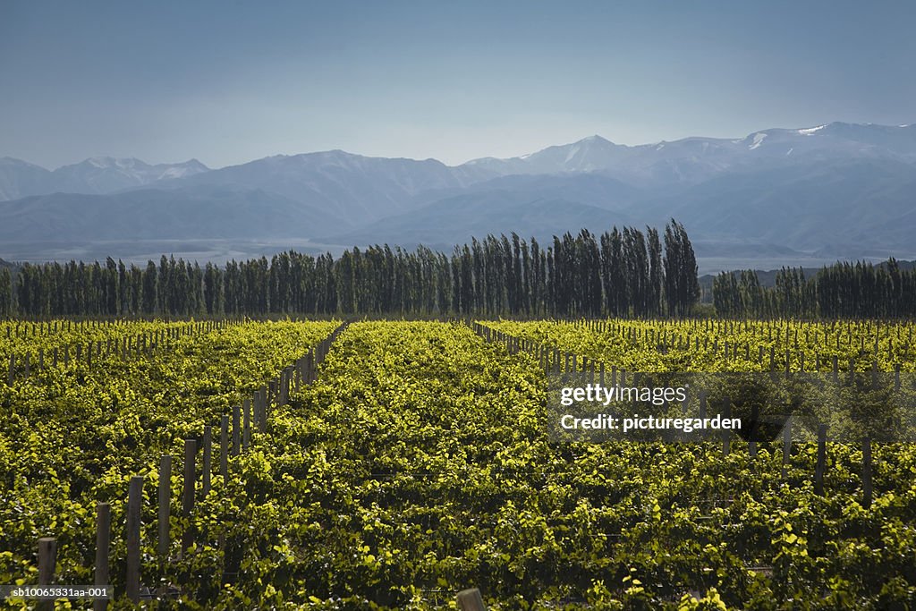 Vineyard with Andean mountain range in background