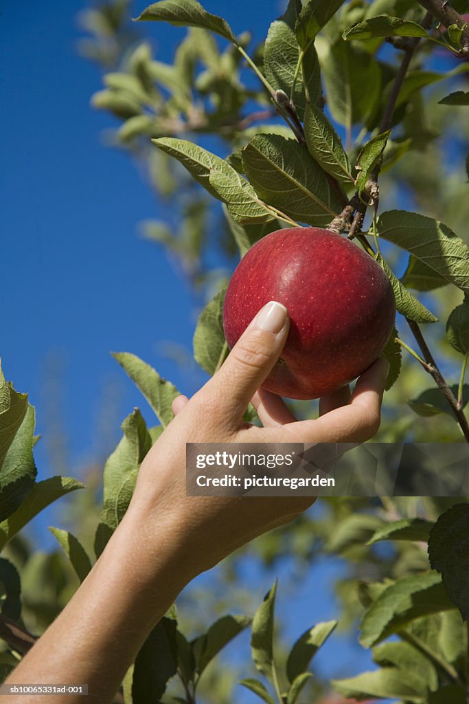 Woman picking apple from tree, close-up